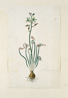 Albuca spiralis, met knol en al by Robert Jacob Gordon