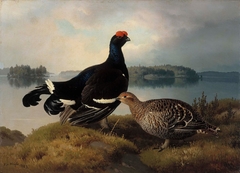 Black Grouse, Cock and Hen by Ferdinand von Wright