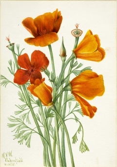 California Poppy (Eschscholtzia californica) by Mary Vaux Walcott