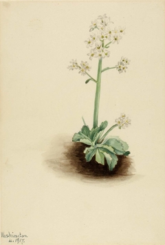 Early Saxifrage (Saxifraga virginiensis) by Mary Vaux Walcott