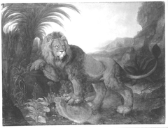 Ein Löwe by Johann Melchior Roos