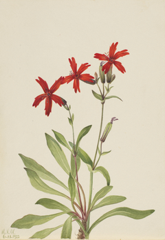 Fire Pink (Silene virginica) by Mary Vaux Walcott