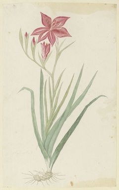 Gladiolus, met knol by Robert Jacob Gordon