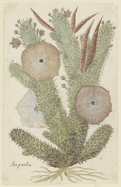 Hoodia gordonii by Robert Jacob Gordon