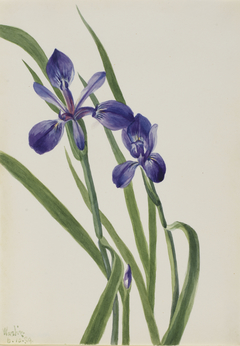 Iris (Iris species) by Mary Vaux Walcott
