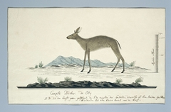 Kaapse duiker (Sylvicapra grimmia): de ooi by Robert Jacob Gordon