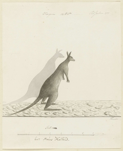 Kangoeroe (Macropus sp.), uit Port Jackson by John Hunter