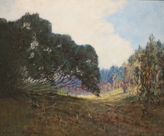 Kokee Trees, Kauai by D. Howard Hitchcock