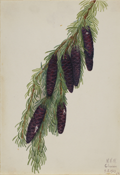 Mountain Hemlock (Tsuga mertensiana) by Mary Vaux Walcott