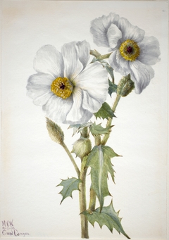 Prickly Poppy (Argemone hispeda) by Mary Vaux Walcott