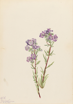 Sand Phacelia (Phacelia linearis) by Mary Vaux Walcott