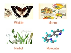 Scientific illustration services by Christa Elrod