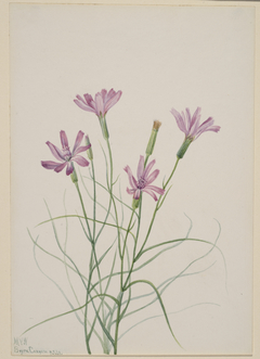 Skeleton Weed (Lygodesmia grandiflora) by Mary Vaux Walcott