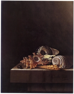 Still Life with Shells by Adriaen Coorte