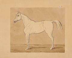 Study of a Horse II. by Friedrich Carl von Scheidlin