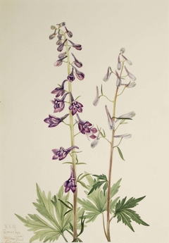 Tall Larkspur (Delphinium elongatum) by Mary Vaux Walcott