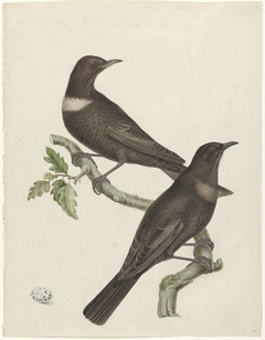 Twee beflijsters (Purdus Torquatus) met een ei by Unknown Artist