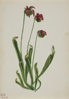 (Untitled--Flower Study) by Mary Vaux Walcott