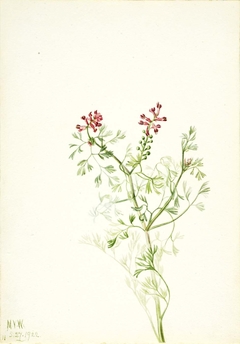 Untitled--Plant Study by Mary Vaux Walcott