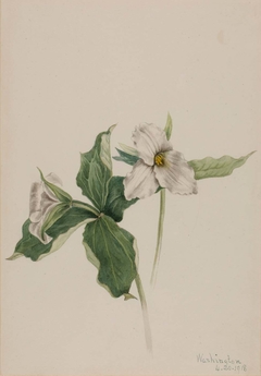 Wake-Robin (Trillium grandiflorum) by Mary Vaux Walcott