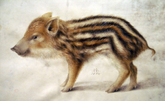 A Wild Boar Piglet by Hans Hoffmann