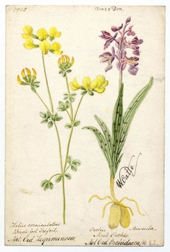 Bird's-foot Trefoil and Male Orchis - William Catto - ABDAG016417 by William Catto