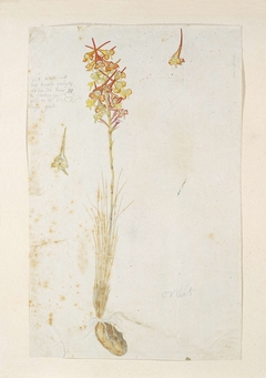 Disa porrecta, met detailstudies van de bloeiwijze by Robert Jacob Gordon