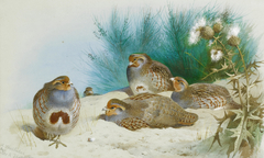 English partridge with gorse and thistles. by Archibald Thorburn