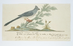 Gevlekte muisvogel (Colius striatus); het wijfje by Robert Jacob Gordon