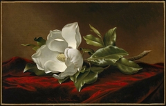 Magnolia Grandiflora by Martin Johnson Heade