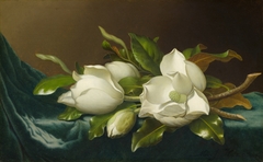 Magnolias on Light Blue Velvet Cloth by Martin Johnson Heade