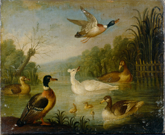 Mallards on a Pond by Marmaduke Cradock