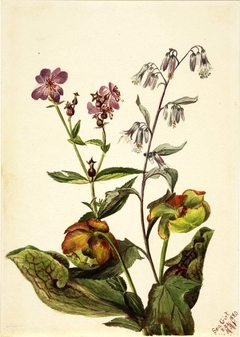 Meadow Beauty (Rhexia virginica), Rattlesnake Roat (Nabalus albus), Pitcherplant (Sarracenia purpurea) by Mary Vaux Walcott