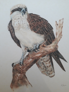 Osprey by Matthew Grayson