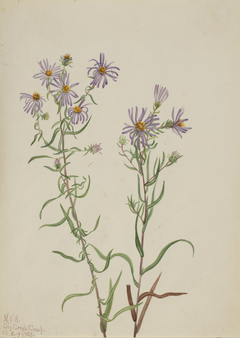 Prairie Aster (Aster campestris) by Mary Vaux Walcott