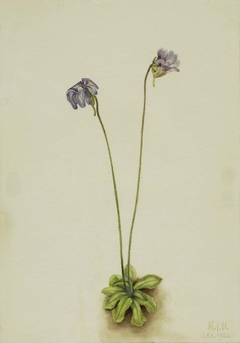 Purple Butterwort (Pinguicula elatior) by Mary Vaux Walcott