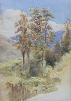 Rimu Trees - Riwaka by John Gully