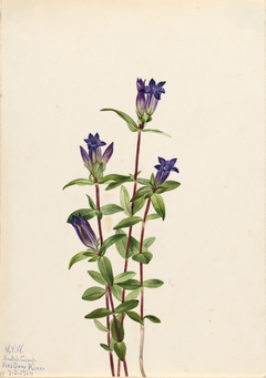 Riverbank Gentian (Gentiana affinis) by Mary Vaux Walcott