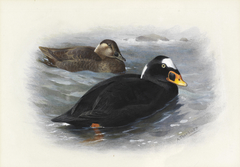 Surf-Scoter by Archibald Thorburn