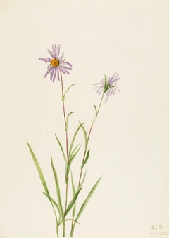 Swamp Aster (Aster paludosus) by Mary Vaux Walcott