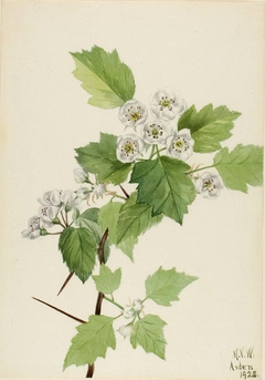 Thicket Hawthorn (Crataegus coccinea) by Mary Vaux Walcott