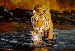 Tiger Fire by Barry Westcott