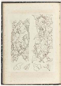 Twee motieven met klimplanten en losse bladeren by Unknown Artist