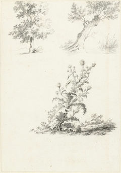 Twee studies van een boom en een distel by Unknown Artist