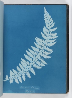 Aspidium Iobatum by Anna Atkins