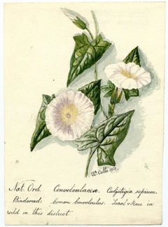 Bindweed (calystegia sepium) - William Catto - ABDAG016381 by William Catto