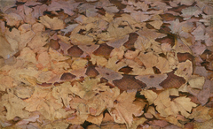 Copperhead Snake on Dead Leaves, study for book Concealing Coloration in the Animal Kingdom by Abbott Handerson Thayer