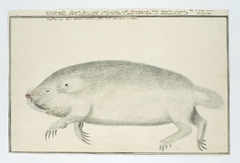 Dode duinmol (Bathyergus suillus), of zandmol by Robert Jacob Gordon