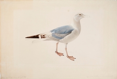 European Herring Gull by Magnus von Wright