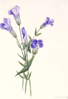 Fringed Gentian (Gentiana crinita) by Mary Vaux Walcott